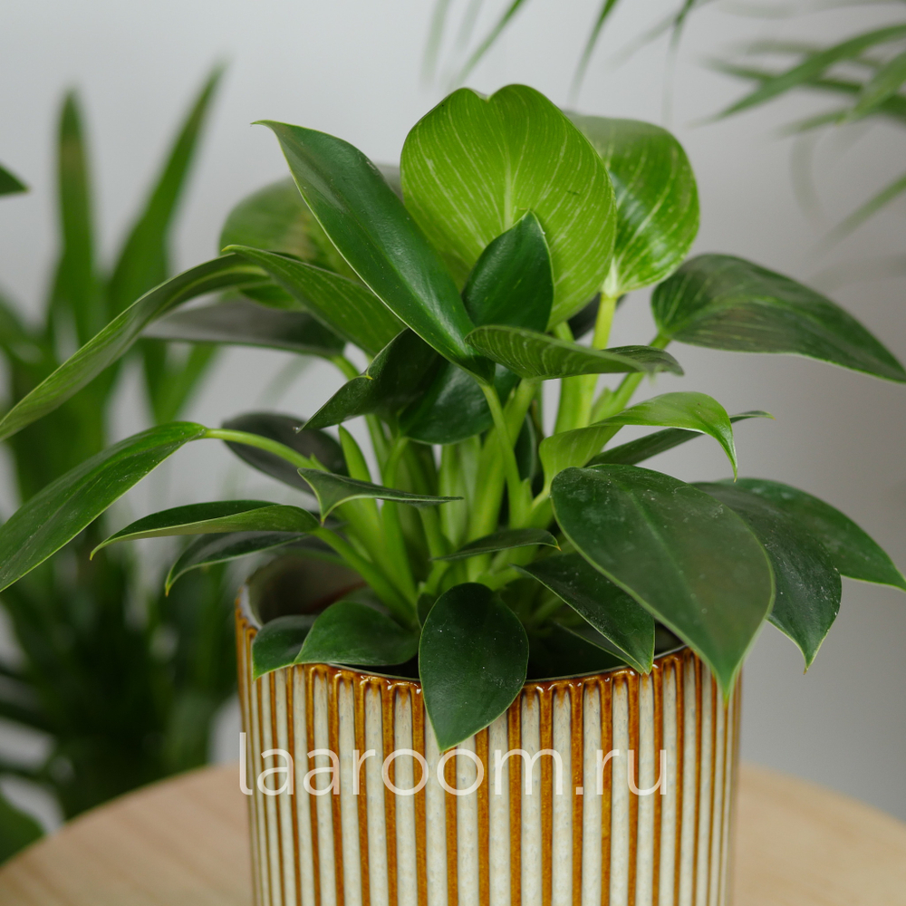 Филодендрон Биркин 12/30