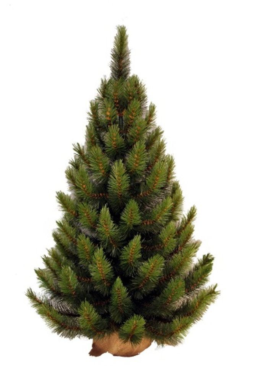 Сосна Русская 90см светло-зеленая в мешочке Triumph Tree