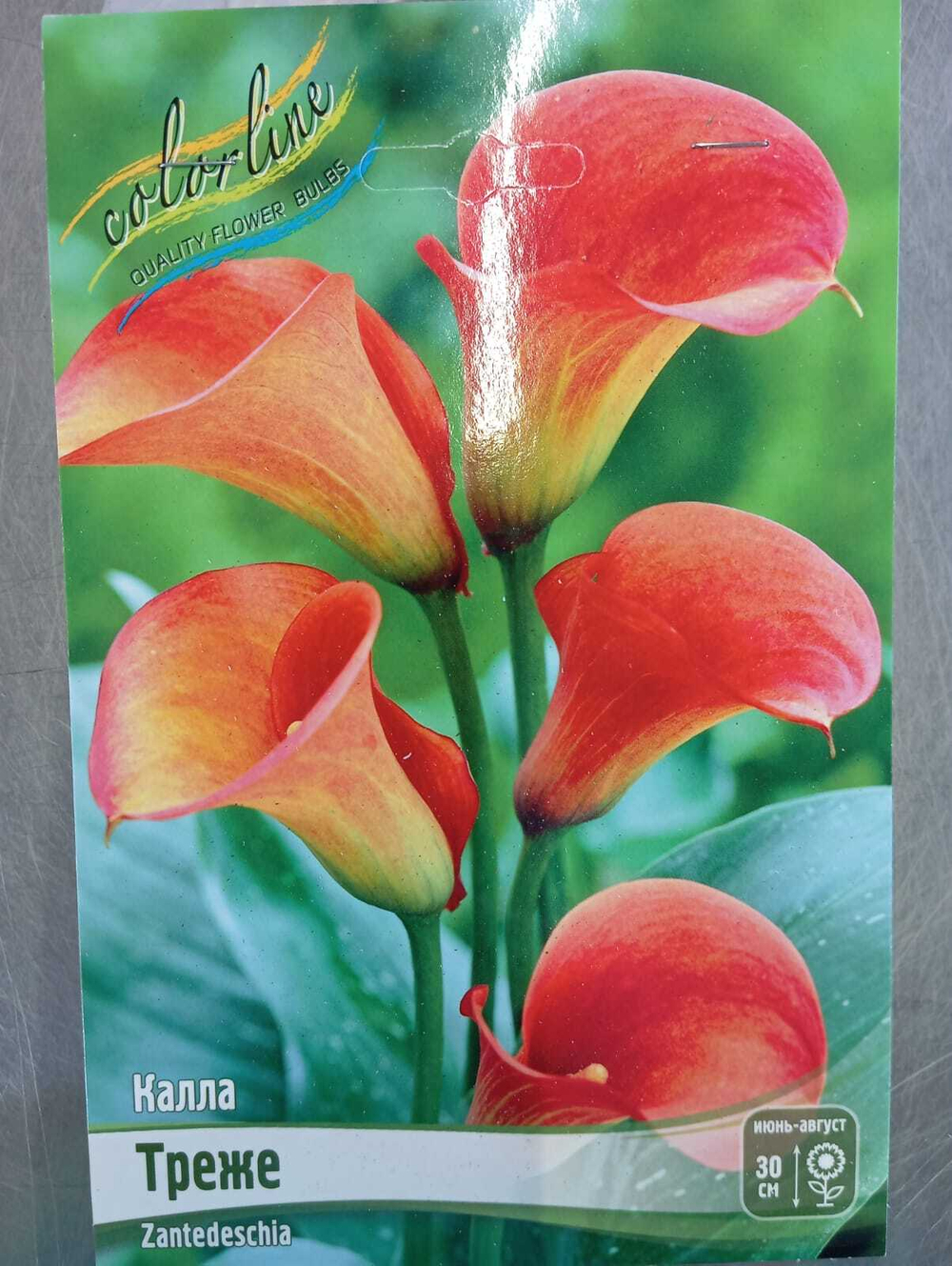 Калла Треже (2 шт)