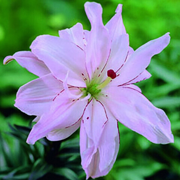 Лилия Спринг Пинк