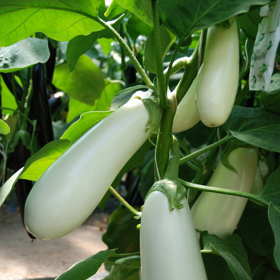 АРЕТУССА F1 семена баклажана (Rijk Zwaan | Alexagro) – фото 3