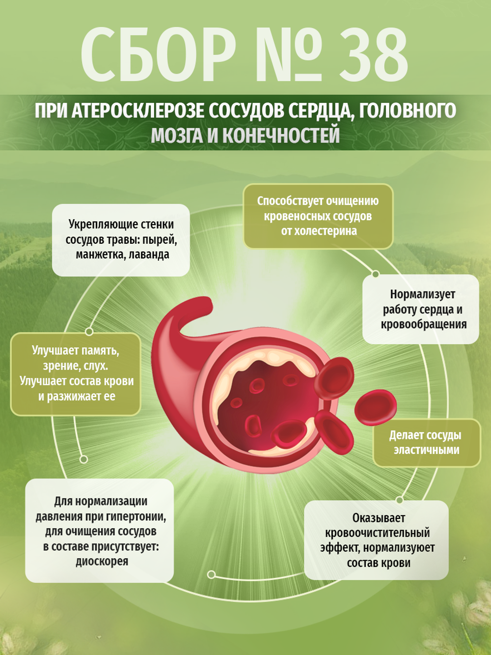 Сбор № 38 При атеросклерозе сосудов сердца, головного мозга и конечностей