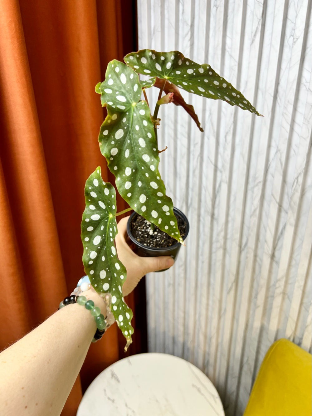 Бегония Макулата, D9см Н20см, 1шт, Urban Jungle (7143)