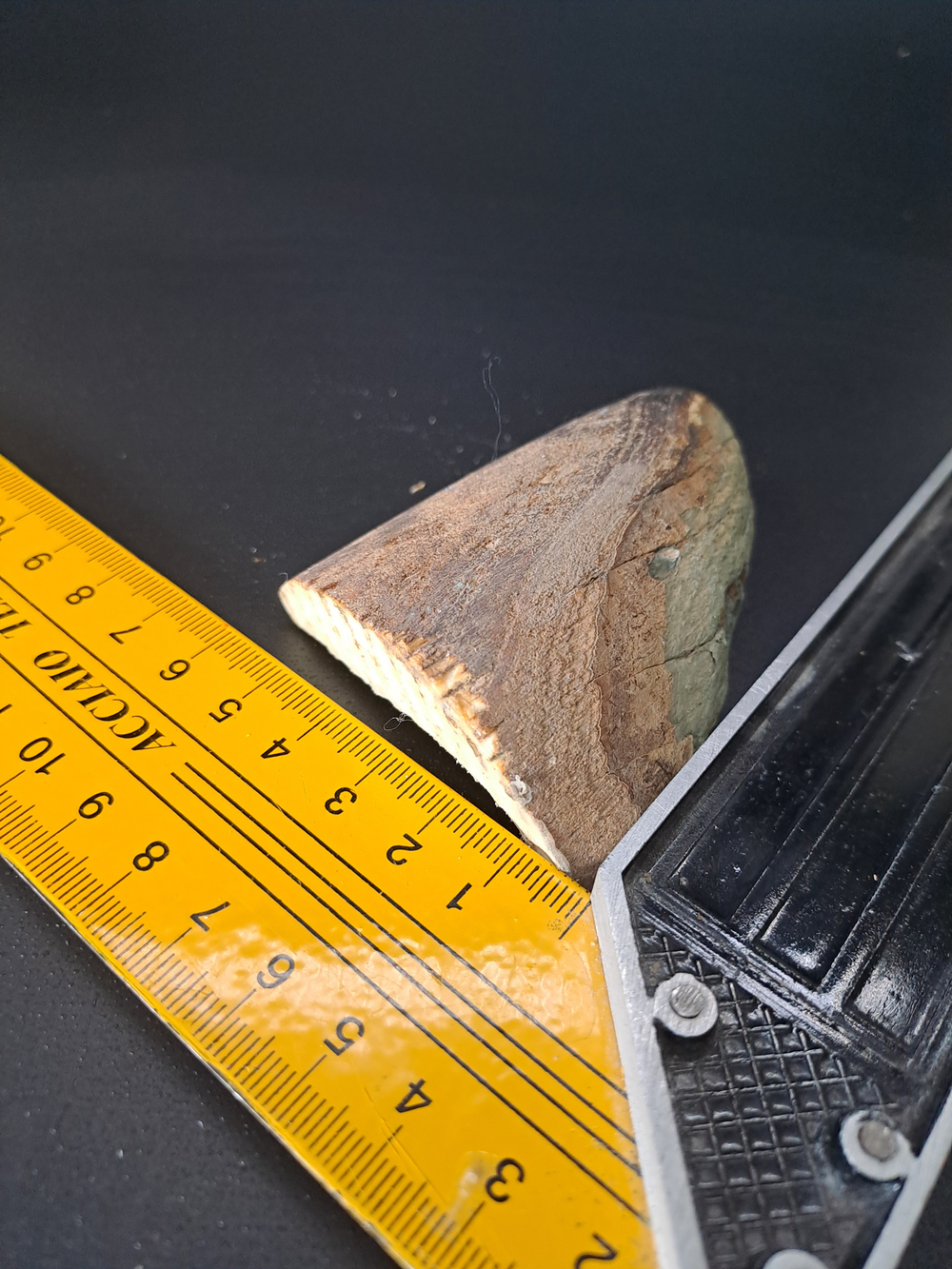 Бивень мамонта для коллекции