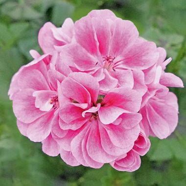 3125 Пеларгония плющелистная ROYAL FROSTY PINK (Весна 2026)