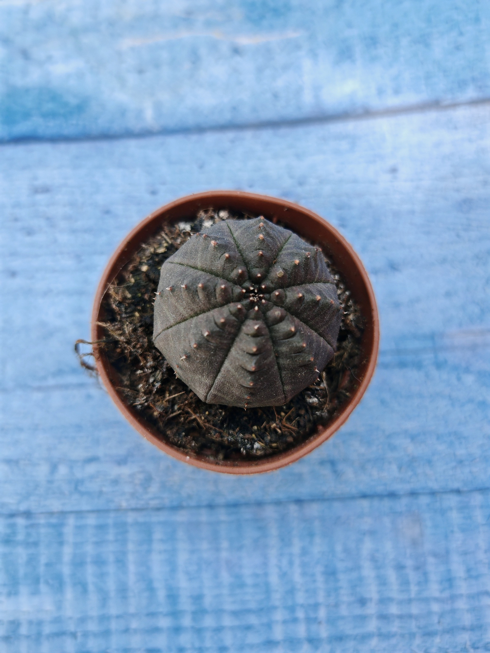 Euphorbia Obesa (Эуфорбия)