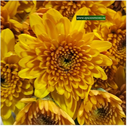 Хризантема мультифлора Mika Orange м 170 /поставка весна 2026г/