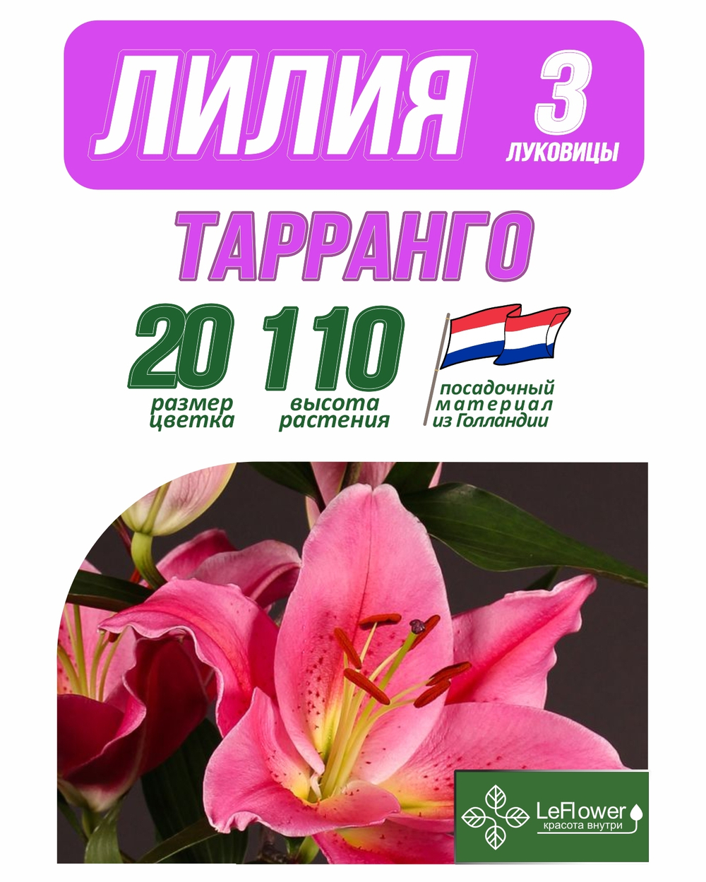 Лилия Луковица, Тарранго, разбор 18/20, 3 шт