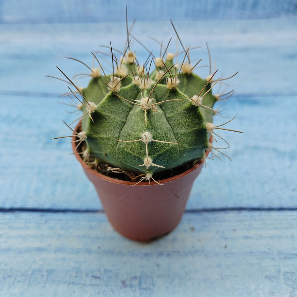 Gymnocalycium Friedrichii (Гимнокалициум)