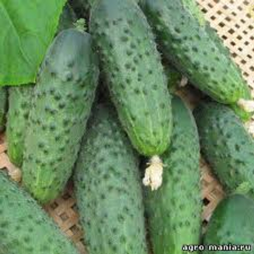 Огурец Ухажер F1