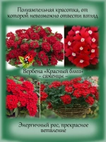 Вербена Красный блюз blues red вегетативная