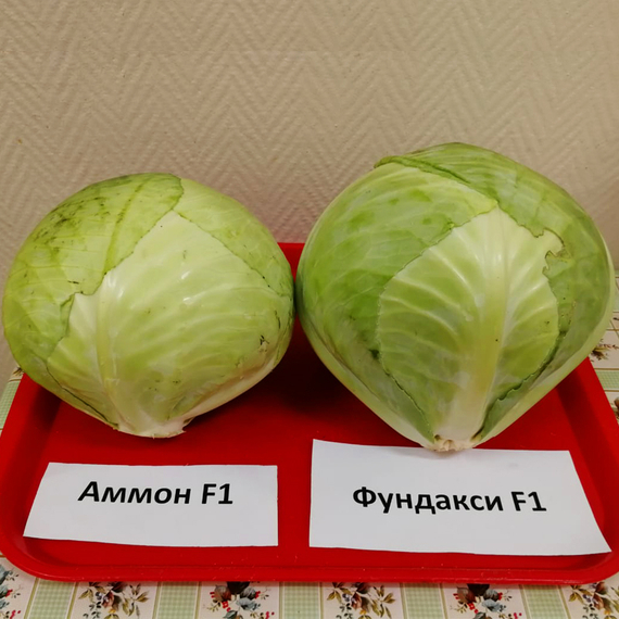 Аммон F1 семена капусты белокочанной продукт – фото 6