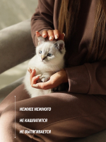 Костюм спортивный женский Bisher коричневый
