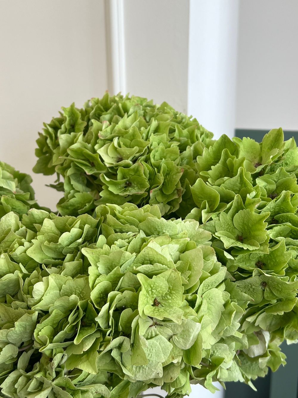 Гортензия в зеленом оттенке