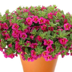 Калибрахоа Aloha Classic Pink Cart Wheel р9 1шт