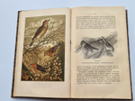 "Из царства пернатых. Популярные очерки из мира русских птиц". Д.Н.Кайгородов. 1892г.