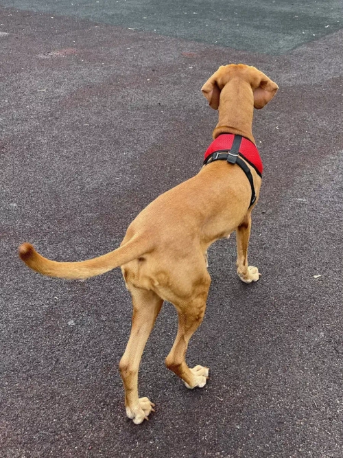 Шлейка жилет для собак и кошек прогулочная