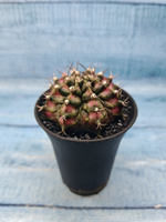 Gymnocalycium T-Rex Pink hybride (Гимнокалициум)