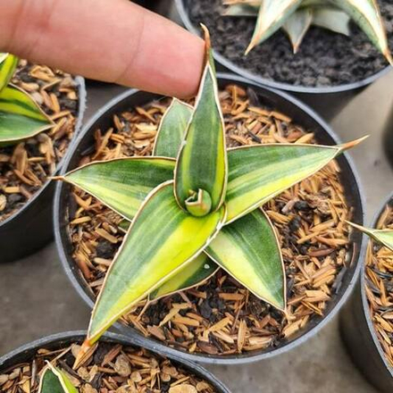 Сансевиерия LAVRANOS 23251 VAR