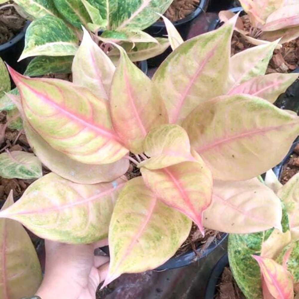 Аглаонема MULAN