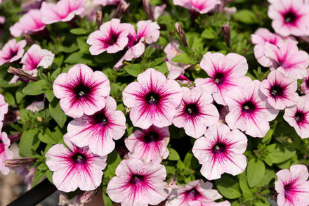 Петуния Capella Berry Lace