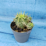 Euphorbia meloformis f. Variegated (Эуфорбия вариегатная)