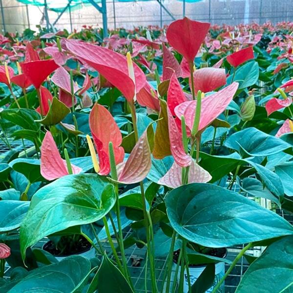 Антуриум Андре HELLO MERLOT