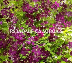 Клематис Сёдертелье