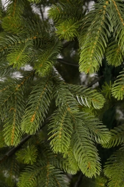 Ель искусственная Богородская 200 см., 100 % литая хвоя, ЕлкиТорг (218200)