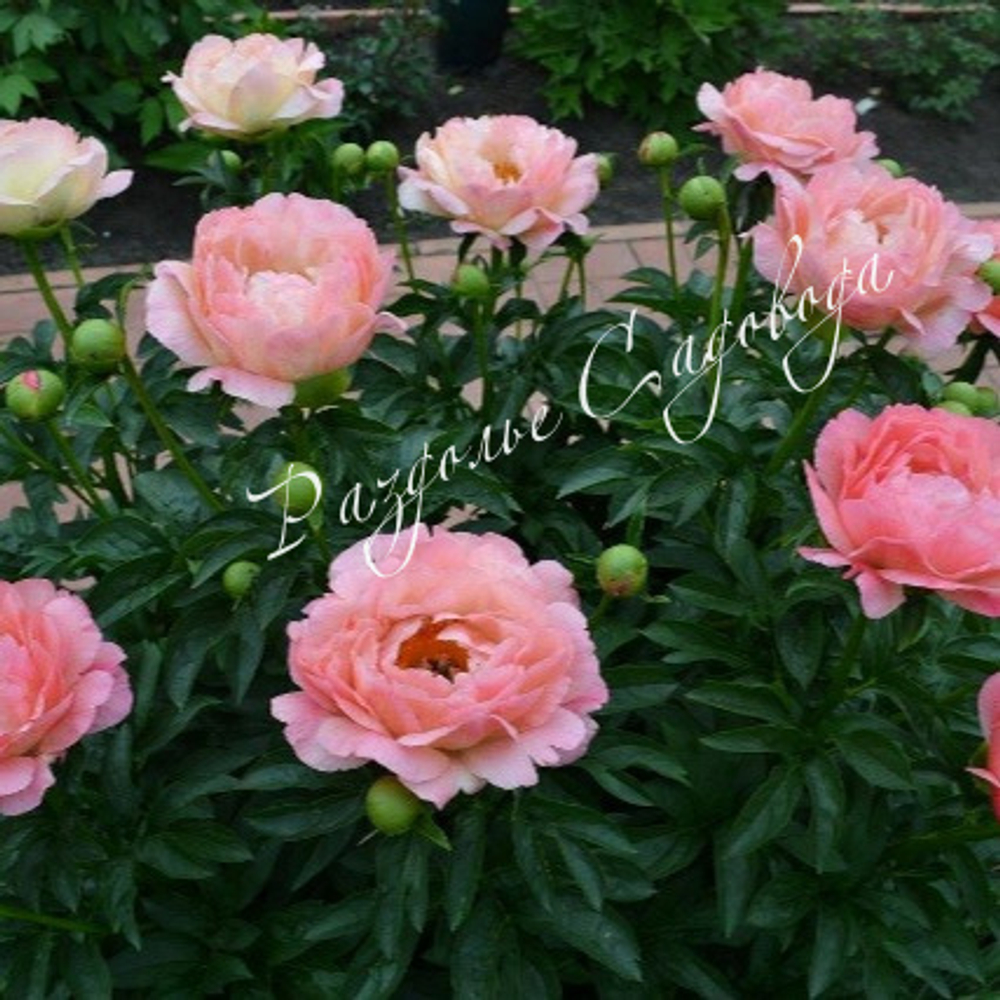 Пион травянистый Корал Сансет (горшок 5л)