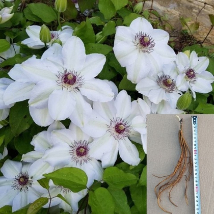 Клематис Мария Качинская крупноцветковый