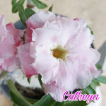 Адениум обесум CATHLEYA FRAGRANCE