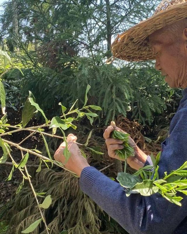 Чай ВЕСНА 2025