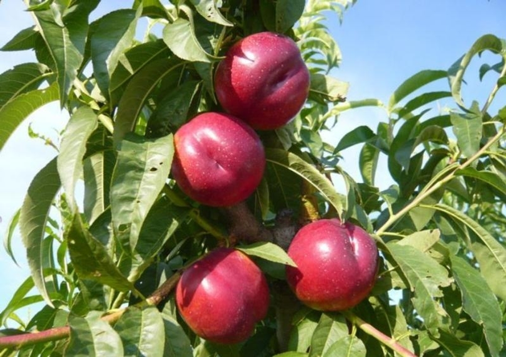 Нектарин Рубиновый 7