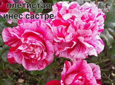 ИНЕС САСТРЕ