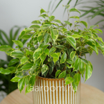 Фикус бенжамина Кинки 12/30