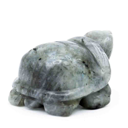 Черепаха лабрадор 28.4