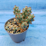 Tephrocactus Molinensis Red Glochids (Тефрокактус)