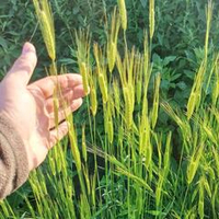 Древнейшая Изначальная Беотийская Пшеница - Triticum Boeoticum