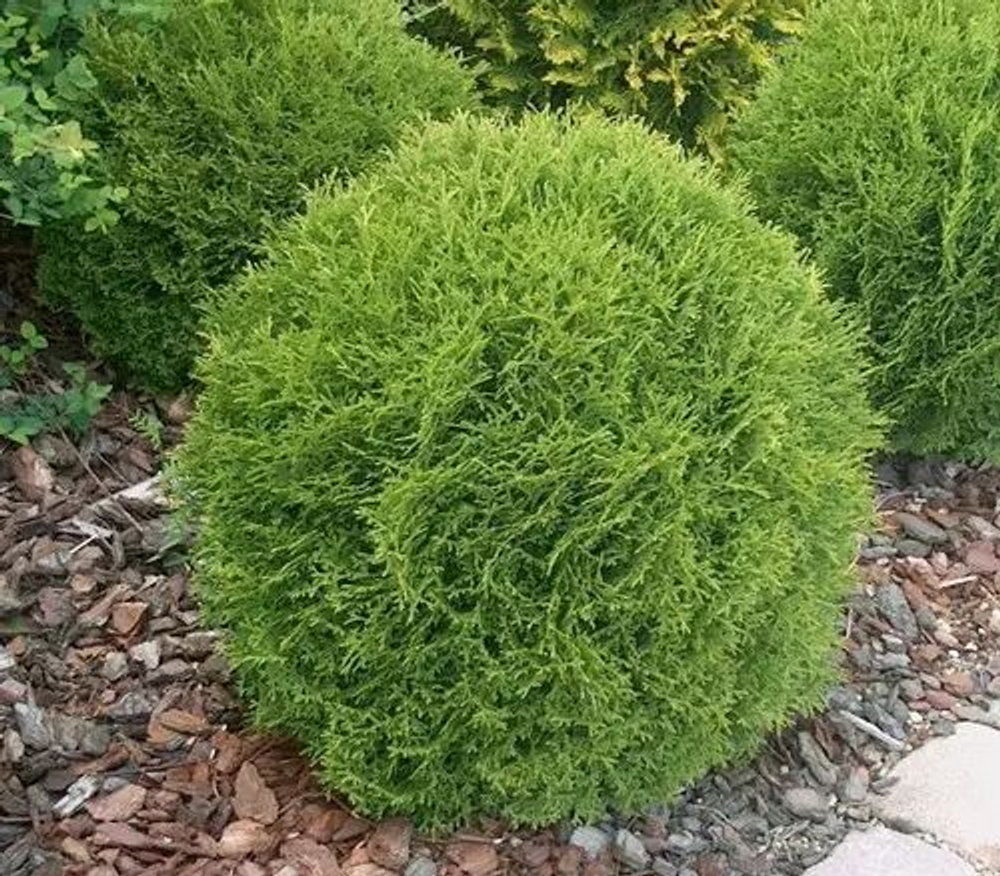 Туя Литл Гиант (Thuja occidentalis Little Giant) р9 август 2026 г
