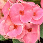 Эуфорбия Миля MAI THAI