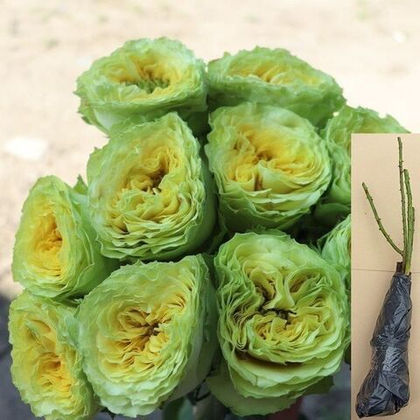 Роза Лемон Зест шраб пионовидная саженец с ОКС.