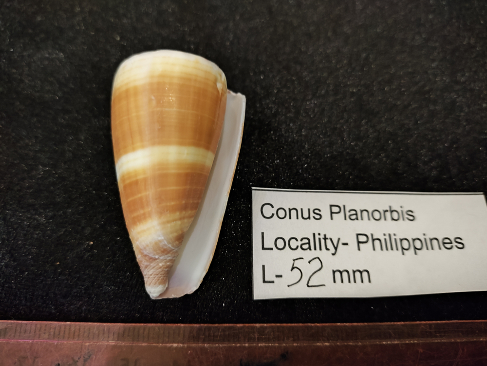 Конус Планорбис