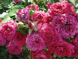 Доменде Сан Жанде Борегар (Domainese St Jean De Beauregard)