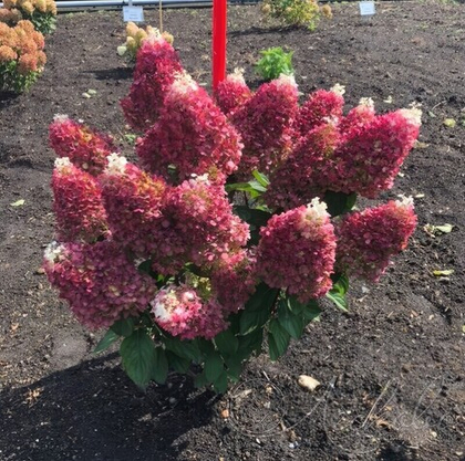 Гортензия метельчатая Red Velvet