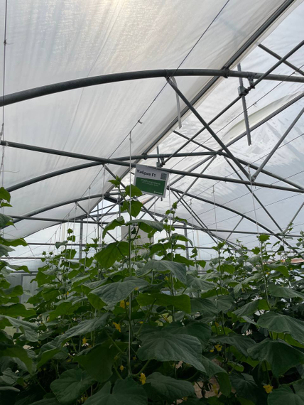 Кибрия F1 семена огурца партенокарпическог Rijk Zwaan-Райк Цваан – фото 5