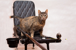 Воздушный змей