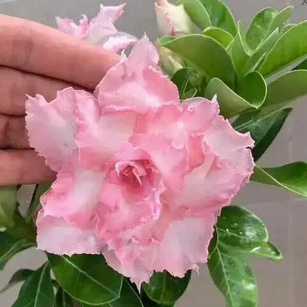 Адениум обесум 248 Triệu Minh