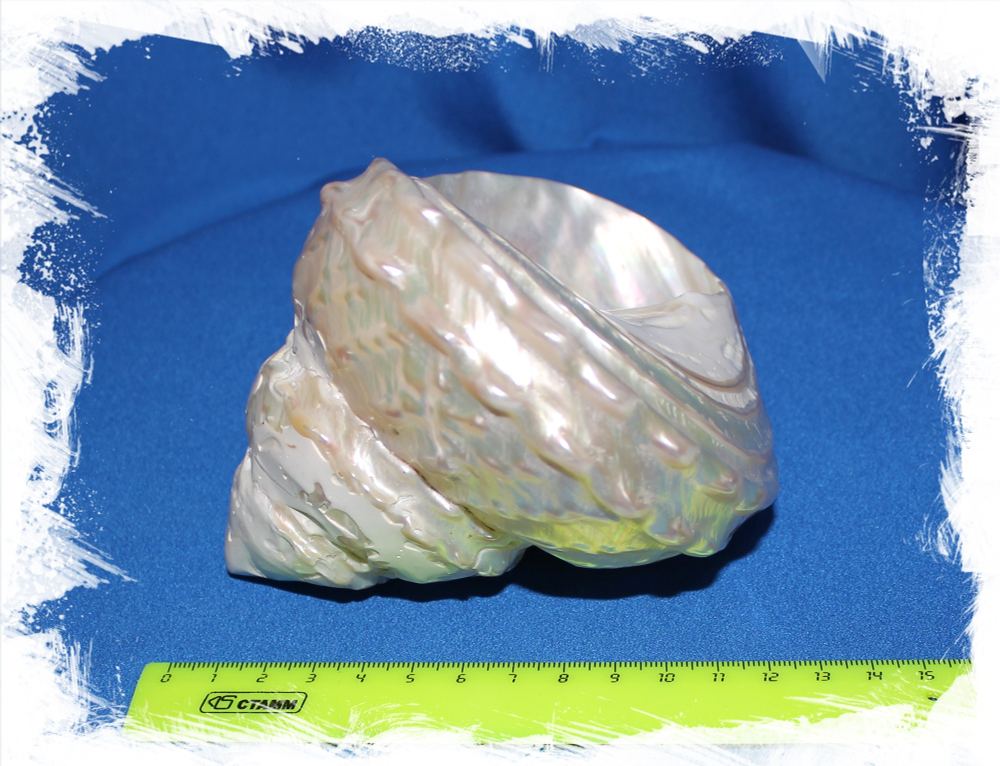 Трохус Ундоса перламутровый, 6-9см, 1шт