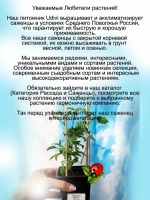 Клематис Менуэт долгоцветущий